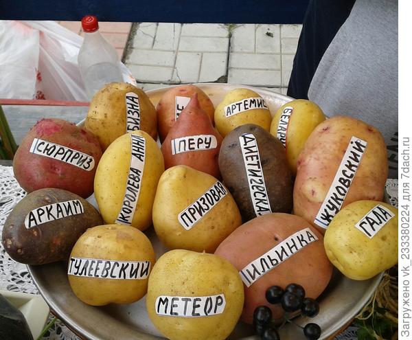 Картофель Лыковых, фото с выставки "Дары осени 2018" в Магнитогорске.