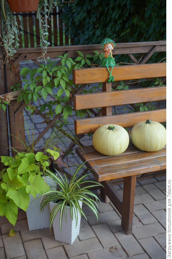 А это нынешний год. Переростки случились. Пойдут в добрые руки. 2,7 и 3 кг.