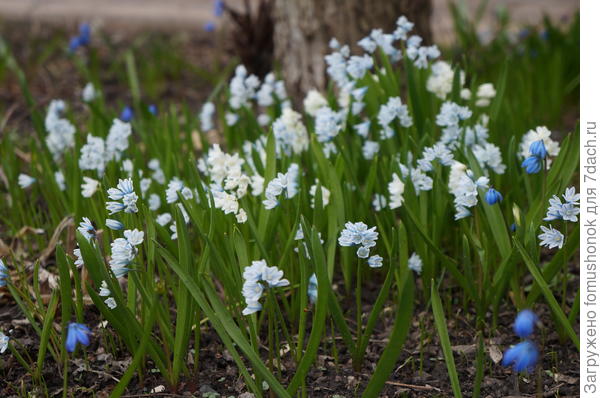 А весной здесь цветёт всякая &amp;quot;мелочь&amp;quot;.