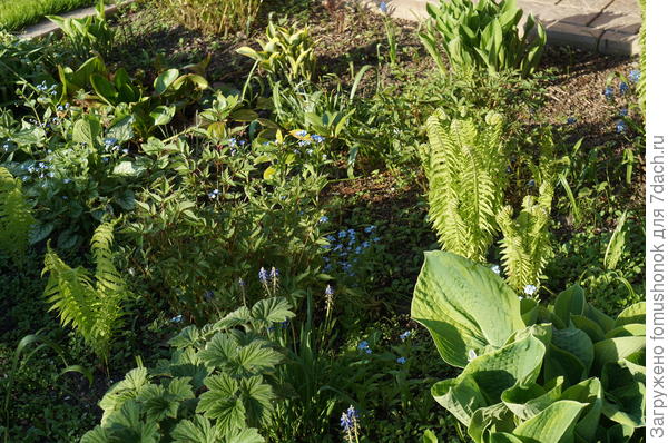 Это я всё к тому, что, если тень только в &quot;парадной&quot; зоне и очень хочется хост, то стоит поискать решение.