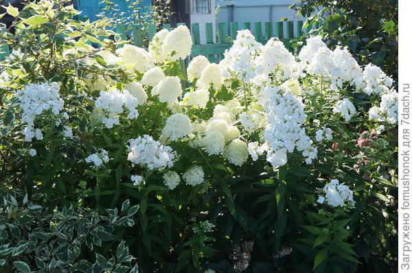 Из декоративных люблю вот эту парочку.