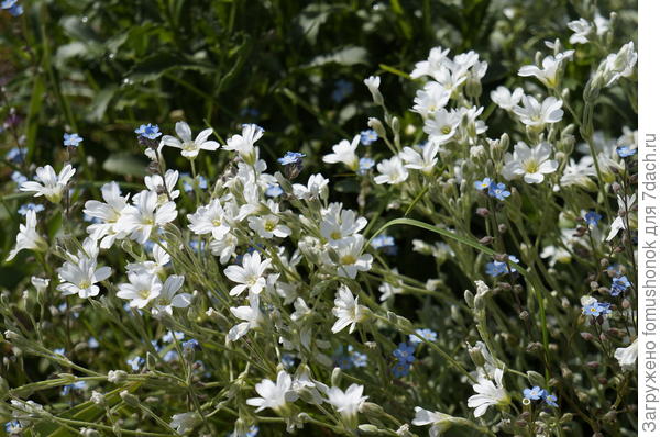 Лето. Допустим, цветёт ясколка, пион (тот же &quot;Фестива Максима&quot;), ирис сибирский (&quot;Стерх&quot;, например), простые и махровые ромашки, петунии...