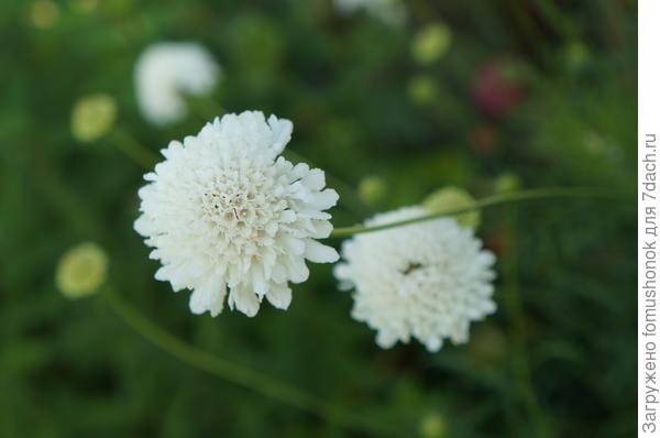 Воздушности цветнику придадут скабиоза,