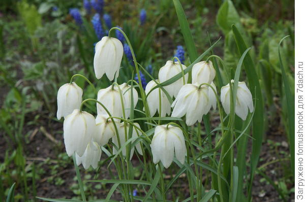 На весну можно посадить примулу обыкновенную, мелкозубчатую, нарцисс, рябчик шахматный...