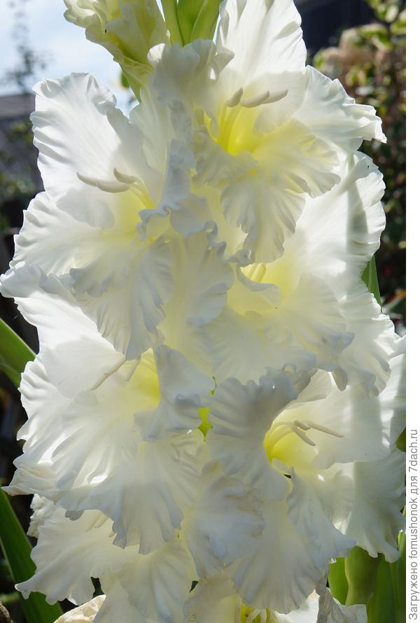 Осень - время гладиолусов, георгин, время медового аромата алиссума... Вот как-то так увиделось!