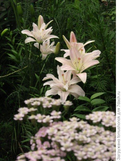 тысячелистник обыкновкнный,