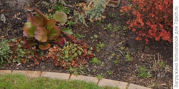 Перед баданом гейхера, ещё правее перед спиреей вертикальные сухие черешки  - это хоста, только-только выпускаетсвои свёрнутые листочки. Гейхерам, хостам и астильбам ещё месяц до декоративности, а баданчик уже красавец! И вполне себе декоративнолистный!