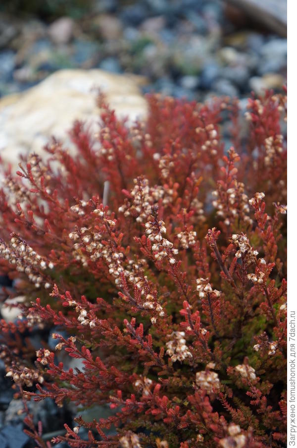 А весной они оранжевые...