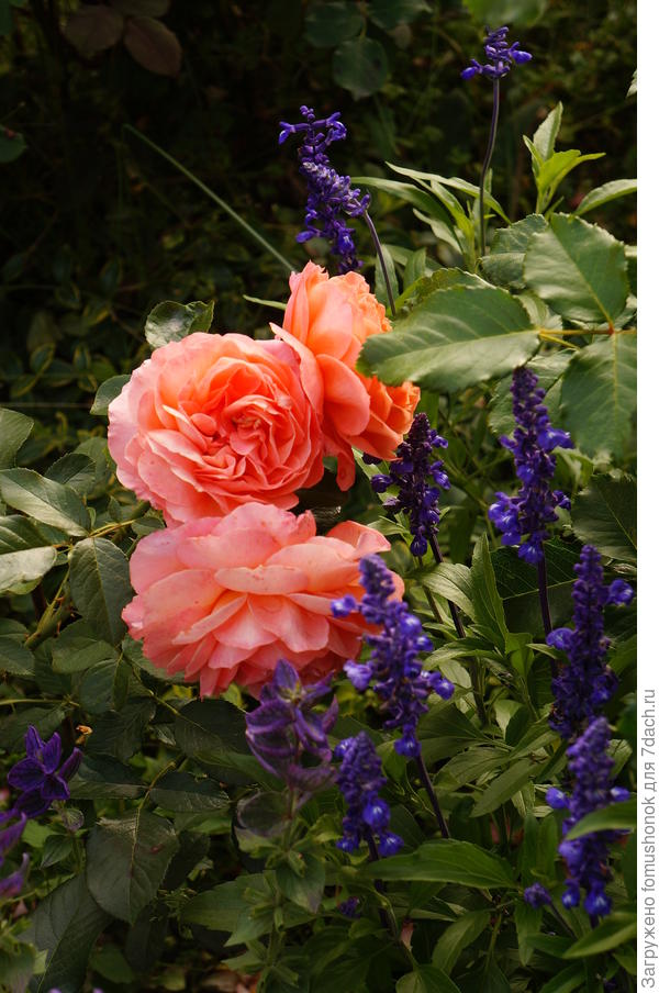 Сальвия мучнистая &quot;Рио&quot;.