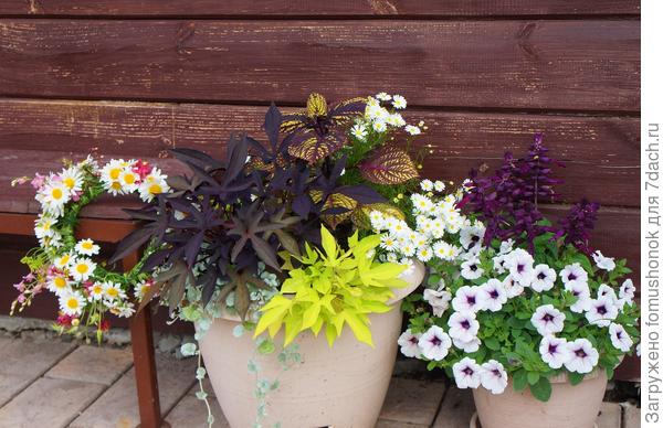 Сальфия сверкающая в кашпо.