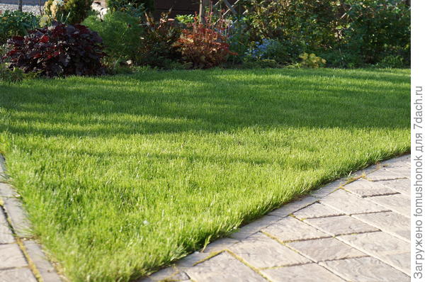 Перед стрижкой.