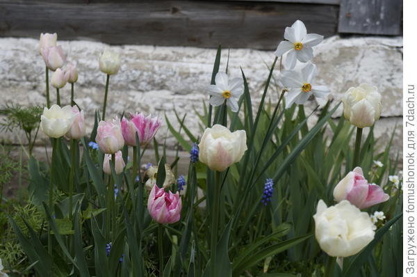 Мускарики самые обычные, тюльпаны и нарциссы.