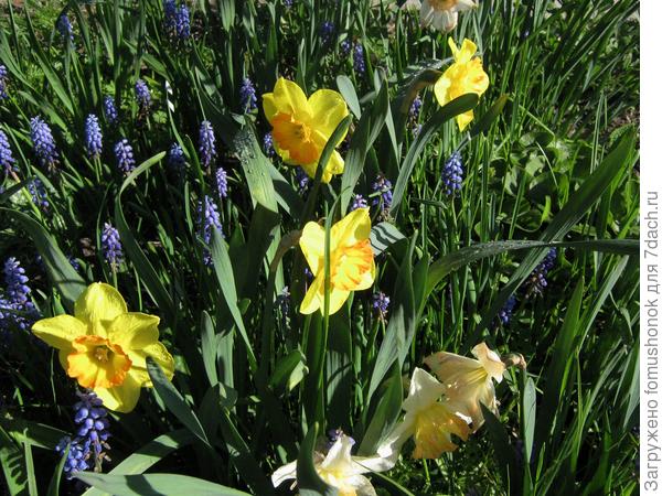 Мускари и нарциссы.