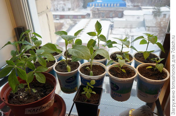 Все настоящие листья пальчатые. Сначала 3 "пальца", потом 5!