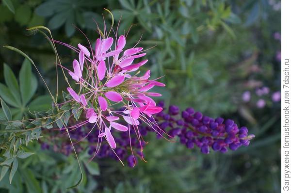 Фото невозможно правильно развернуть.