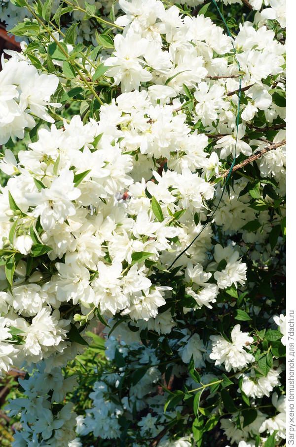 и &quot;снег&quot; жасмина...