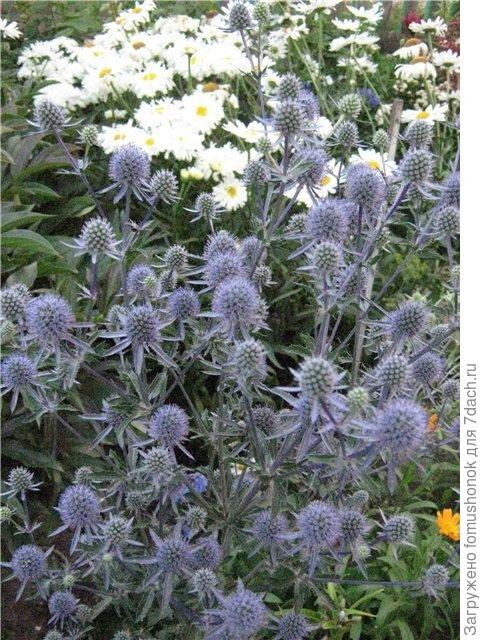 Вот мой. Был! Простенький, из семян.