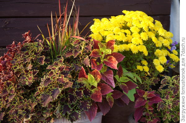 А совсем недавно она была такой...