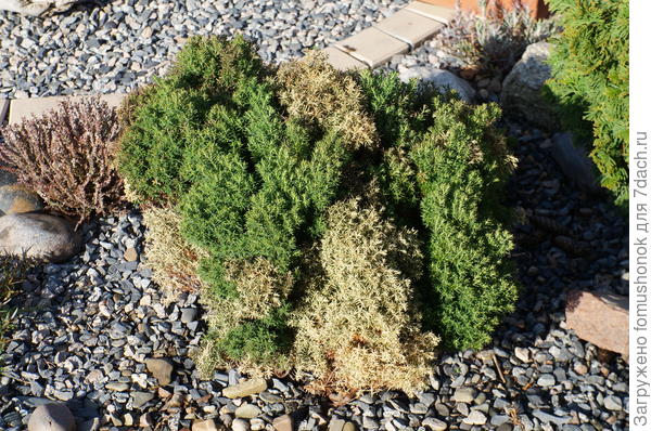 В прошлом году был даже вот в таком состоянии после зимы. Пришлось чистить.