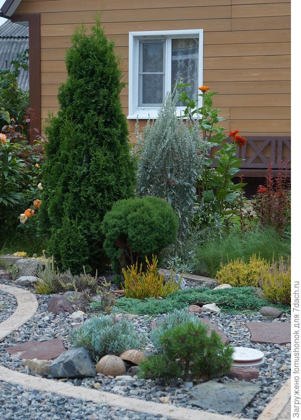 2019 год. Туя всё ещё имеет шаровидную форму. Никогда не стриглась.))