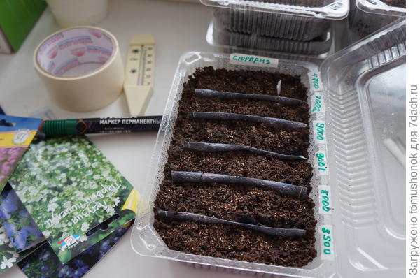 Сеяла я свои вот так. Всхожесть была порядка 80-90%. Бывало и 100%. Разная по сортам.