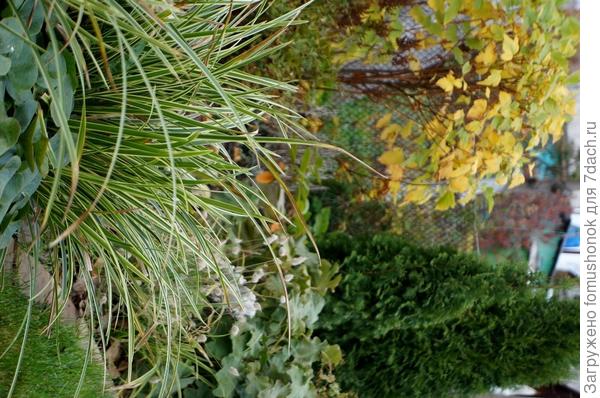 Есть ещё вот такое осеннее фото того же года (надеюсь, редакторы повернут правильно!). Видно форму, которую я выстригаю.