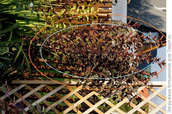 Есть у меня ещё и  Red Baron. Этот старше и ветви у него растут по-другому, почти вверх. Буду стричь его по голубой линии, чтобы в итоге получилось растение с контуром по оранжевой линии. Думаю, понадобится года 2-3, а дальше будет поддерживающая стрижка.