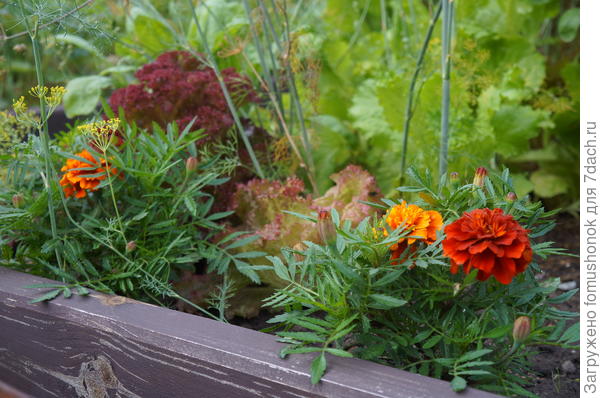 И вот мои малыши уже высажены на грядочки и начинают цвести.