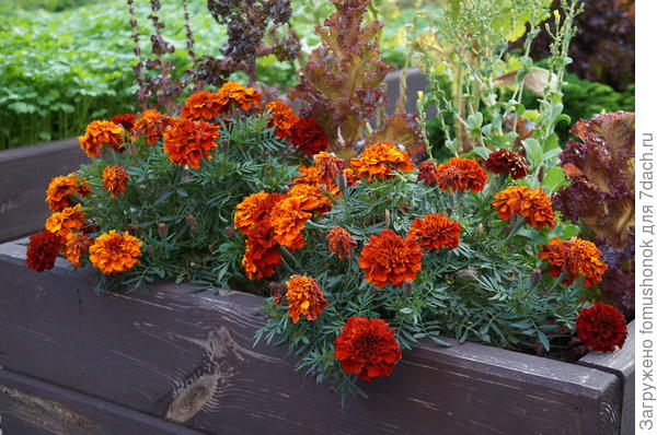 Но меня это разнообразие расцветок очень даже порадовало.