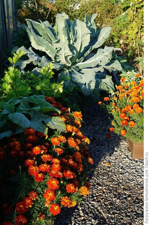 Внучка бежала, ручкою задела - капустка упала и проход между грядками перекрыла!