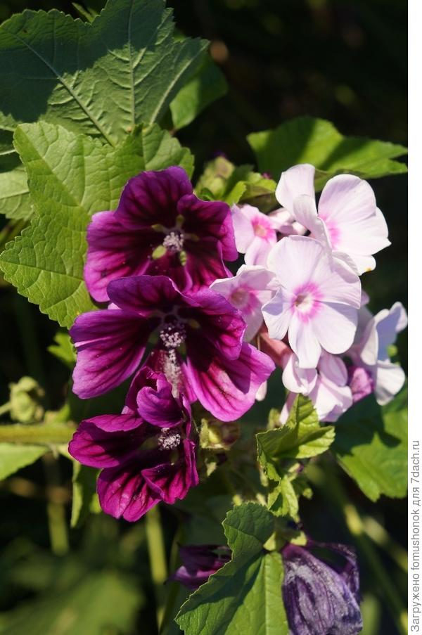 Просвирник с флоксом.