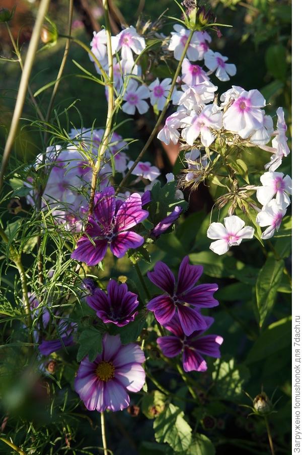 Просвирник в цветнике.