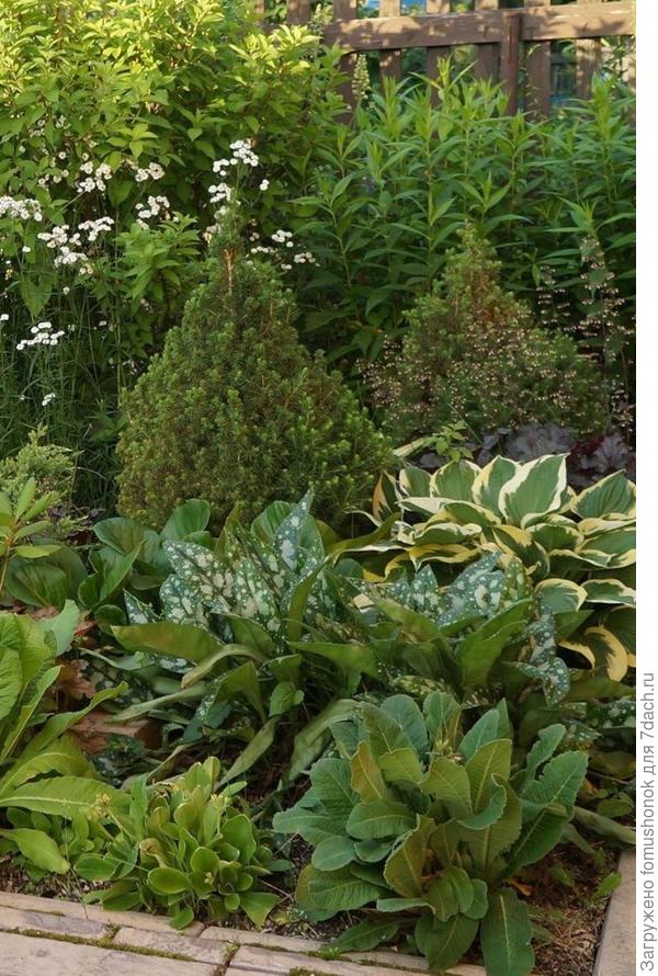 Вот они - обе-две! Весной подгорели... Июль 2019г..