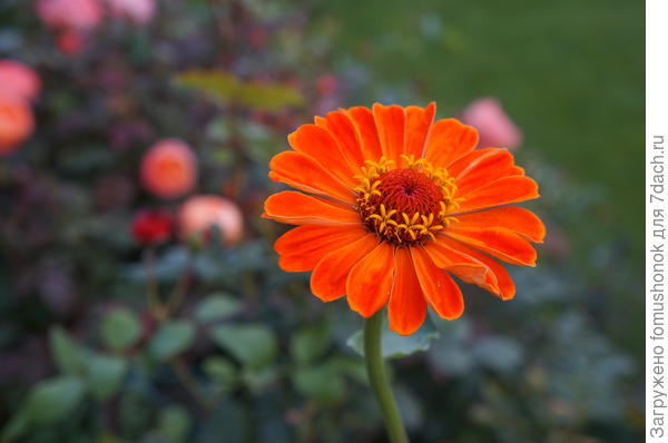 И наконец не могу удержаться - почтиромашка!