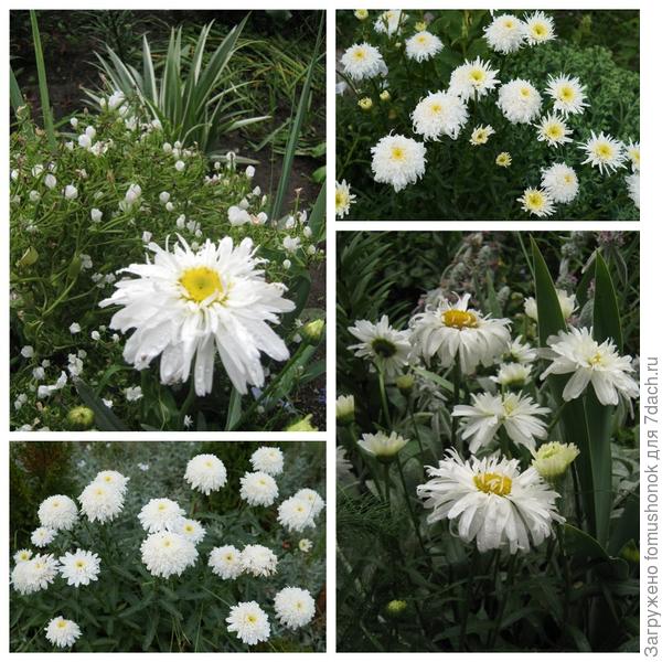 Магазин ромашка реклама. Детская мебель 3 ромашки тула. Тула проспект ленина 80 gala. Три ромашки тула интернет магазин. Проспект ленина 14 тула.