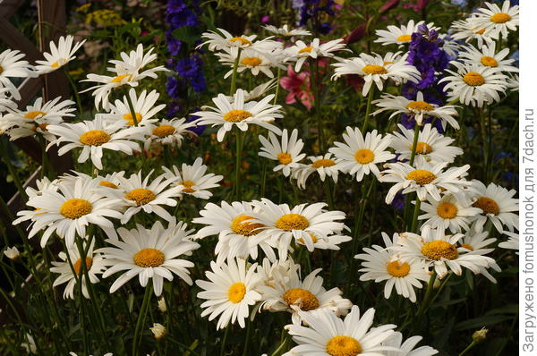 "Весенний гигант".