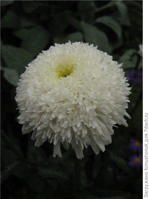 А раньше вот за такими "умирала"!))