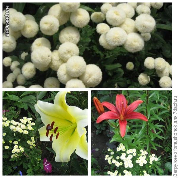 Матрикария.