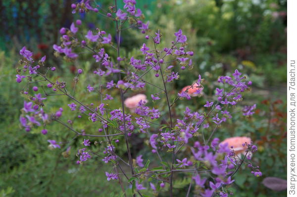 Вот такой. Думаю, что это Василистник Делавея. Живёт у меня 6 лет, даёт небольшой и не очень жизнеспособный самосев. В общем, не сорничает...