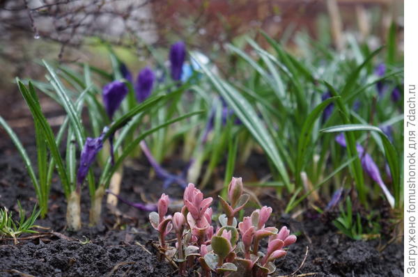 Вот тут начавший зеленеть попал в кадр.