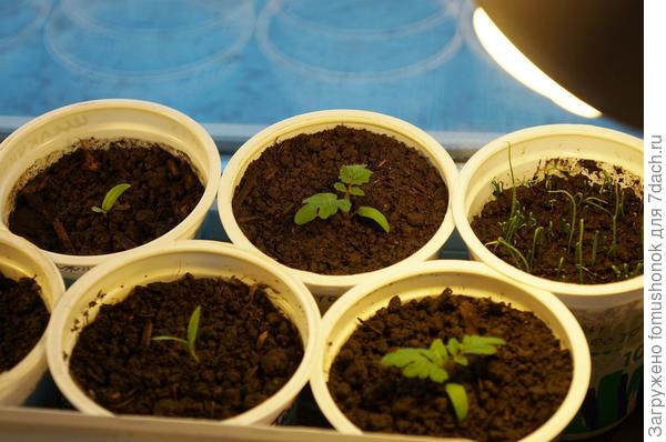 Томат "Балконное чудо", лук-порей и баклажаны взошедшие днём ранее.