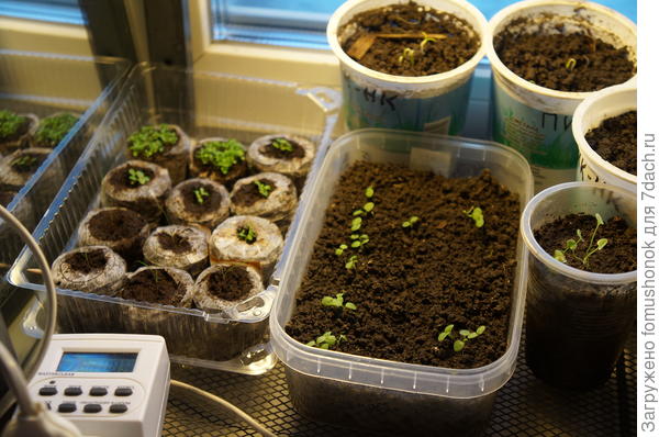 А тут декоративненькое.  В марте будет основная посевная!