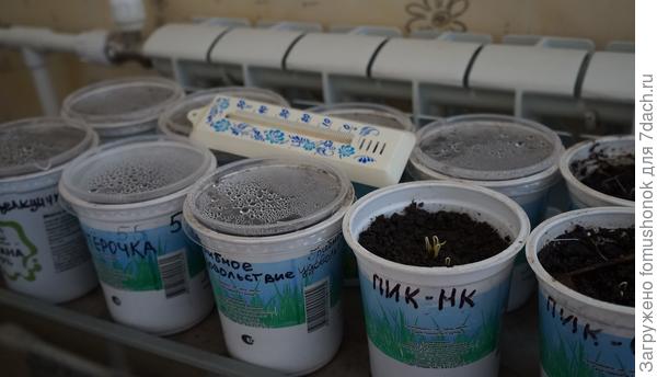 Тепло у батареюшки! Она хоть и практически выключена, но греет хорошо. Ждём всходов перчиков и баклажанов...