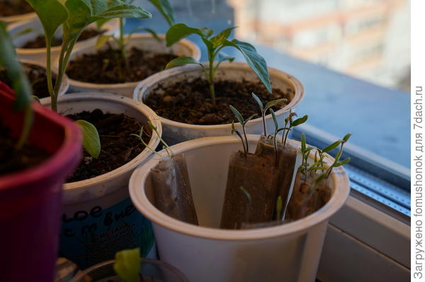 Излишки взошедших первыми сортов. И за ними скоро приедут!))