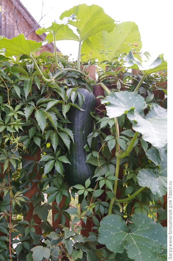 Тыковка моя на забор забралась!))