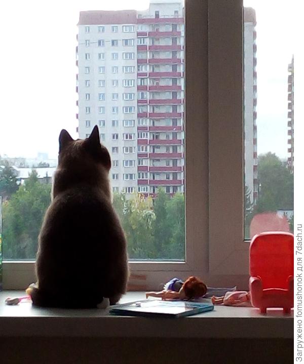 Это мой кинозал! Опять дождь "показывают"!