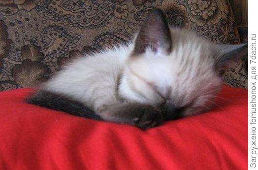 Первый месяц.