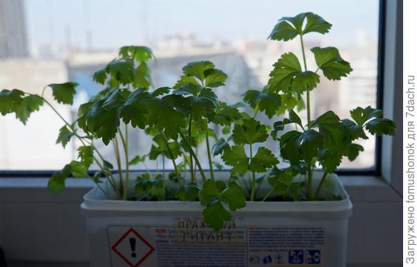 Сельдерейчик корневой.