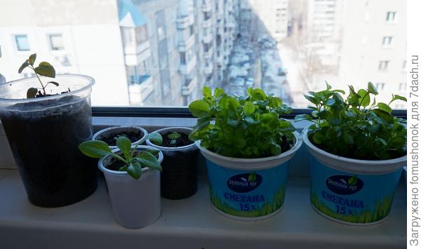 Тут монарда, лобелия и ампельная петуния.