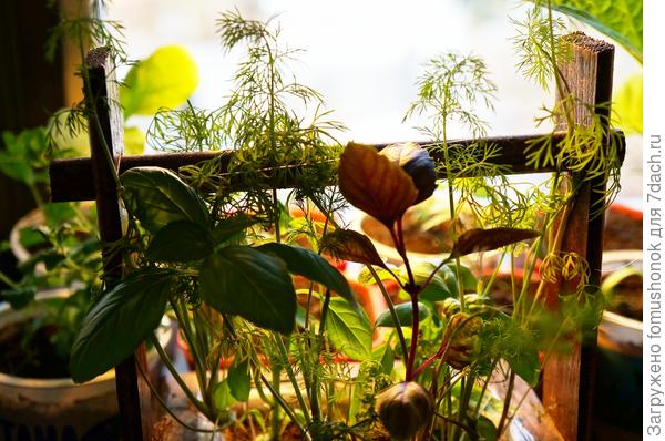 Базилик с укропчиком стрижём на бутербродики... Как-то так и растём!))